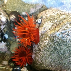 Anemonia alicemartinae