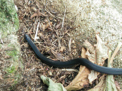 Aspidura trachyprocta