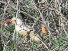 Tockus damarensis