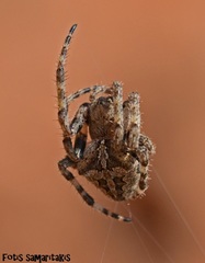 Araneus circe