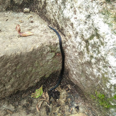 Aspidura trachyprocta