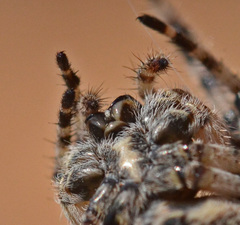 Araneus circe