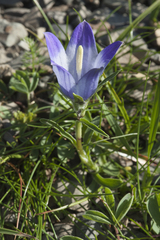 Campanula tridentata biebersteiniana