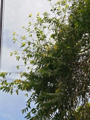 Cananga odorata