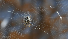 Araneus circe