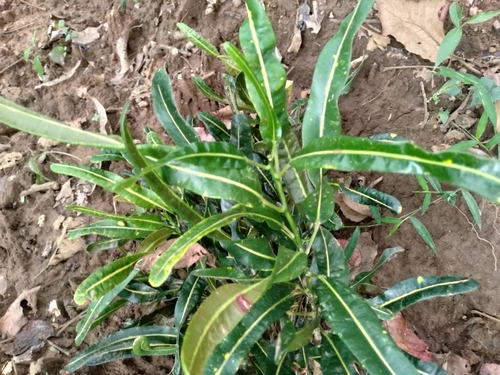 Codiaeum variegatum