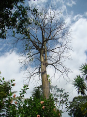 Pseudobombax septenatum