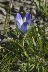 Campanula tridentata biebersteiniana