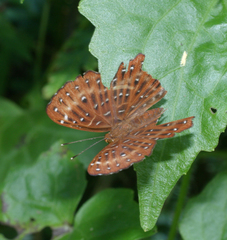 Zemeros flegyas albipunctatus