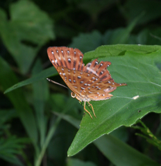 Zemeros flegyas albipunctatus