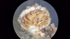 Crepidotus stratosus