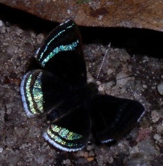 Chalodeta theodora