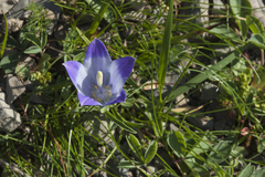 Campanula tridentata biebersteiniana