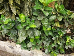 Codiaeum variegatum