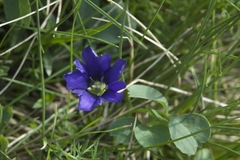 Gentiana dshimilensis