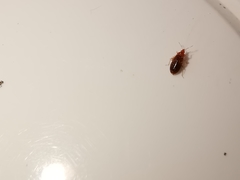 Cardiastethus fasciiventris