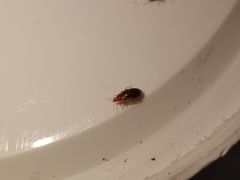 Cardiastethus fasciiventris