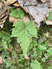 Tiarella stolonifera