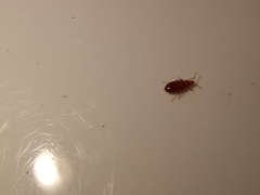 Cardiastethus fasciiventris