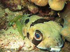 Diodon liturosus