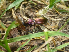 Pterostichus externepunctatus