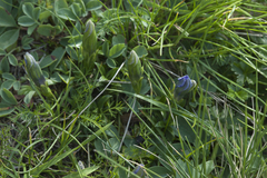 Gentiana dshimilensis