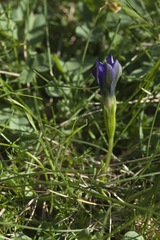 Gentiana dshimilensis