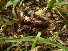 Pterostichus externepunctatus