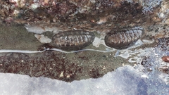 Chitoninae