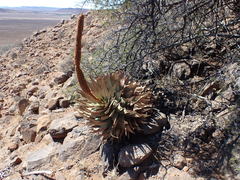 Aloe broomii