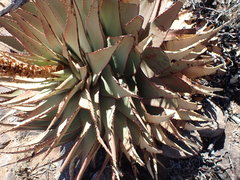 Aloe broomii