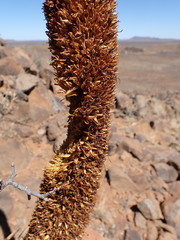 Aloe broomii
