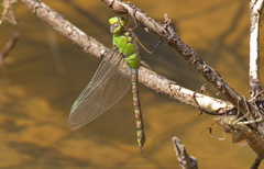 Anax indicus