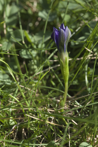Gentiana dshimilensis