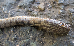 Dolichophis caspius