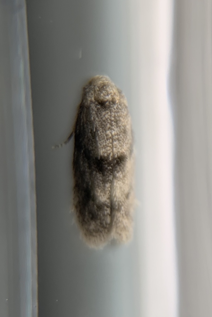 Urodeta conocarpi