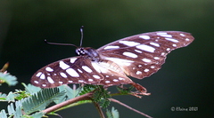 Graphium leonidas