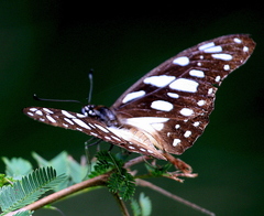 Graphium leonidas