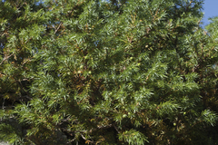 Juniperus communis hemisphaerica