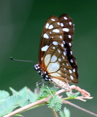 Graphium leonidas