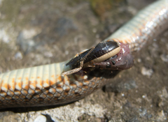 Dolichophis caspius