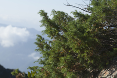 Juniperus communis hemisphaerica