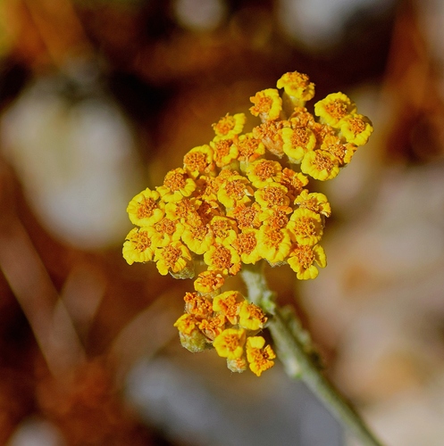 Achillea holosericea, photograph 2