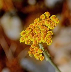 Achillea holosericea