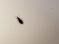 Temnostethus gracilis