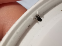 Temnostethus gracilis