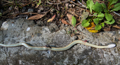 Dolichophis caspius