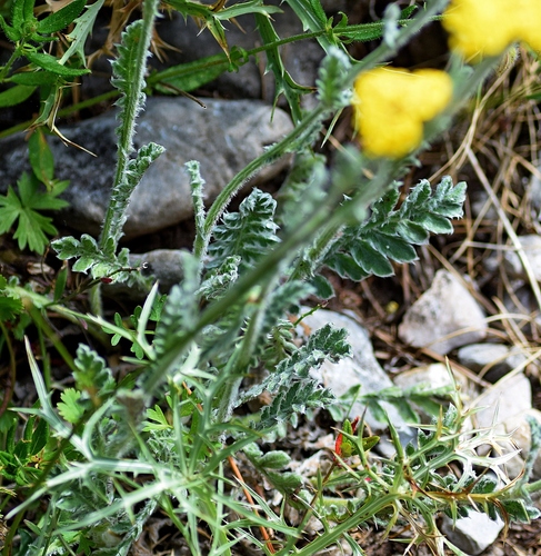 Achillea holosericea, photograph 3
