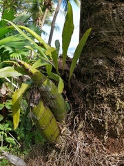 Catasetinae