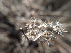 Conoclinium coelestinum